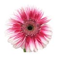Gerbera Fiction